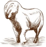 a drawing of a sheep.jpg